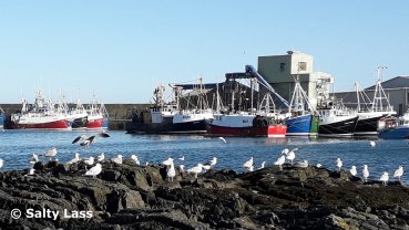Gulls and Fishing